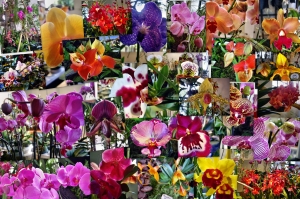 2008-09-27 orchideen.jpg
