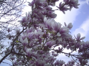 Magnolia13.jpg