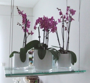 Orchid1.JPG