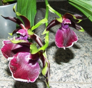 Orchidea6.JPG
