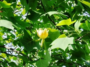 Tulpenbaumuotnachbarin1.JPG