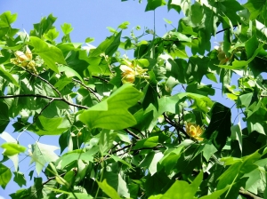 Tulpenbaumuotnachbarin2.JPG