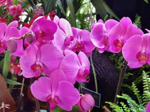 orchideen 038-1.JPG