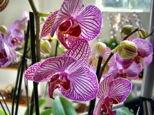 orchideen 045.JPG