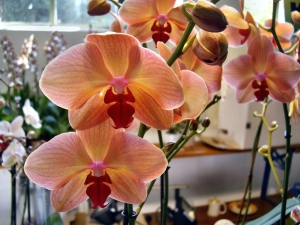 orchideen 046.JPG