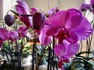 orchideen 050.JPG