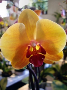 orchideen 052.JPG