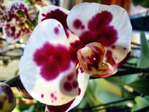 orchideen 053.JPG