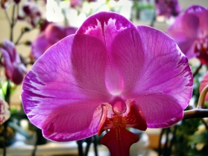 orchideen 054.JPG