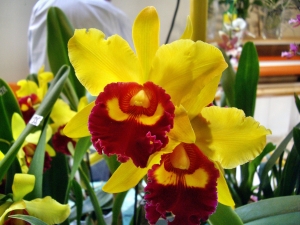 orchideen 056.JPG