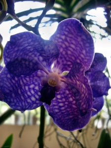 orchideen 057.JPG