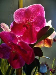 orchideen 058.JPG