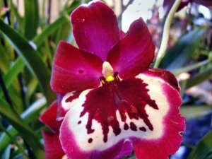 orchideen 061.JPG