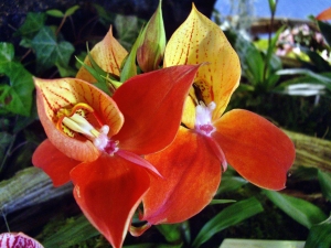 orchideen 077.JPG