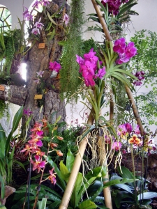 orchideen 086.JPG
