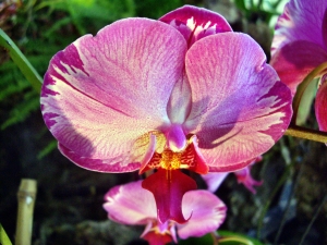 orchideen 088.JPG