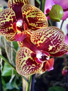 orchideen 089.JPG