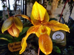 orchideen 106.JPG