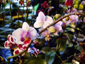 orchideen 114.JPG